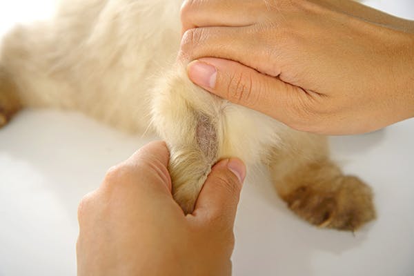 Tumors of the Nerves in Cats - Symptoms, Causes, Diagnosis, Treatment, Recovery, Management, Cost