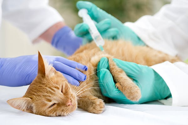 Tumors Related to Vaccinations in Cats - Symptoms, Causes, Diagnosis, Treatment, Recovery, Management, Cost