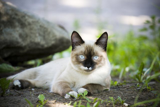 Tuna Allergy in Cats - Symptoms, Causes, Diagnosis, Treatment, Recovery, Management, Cost