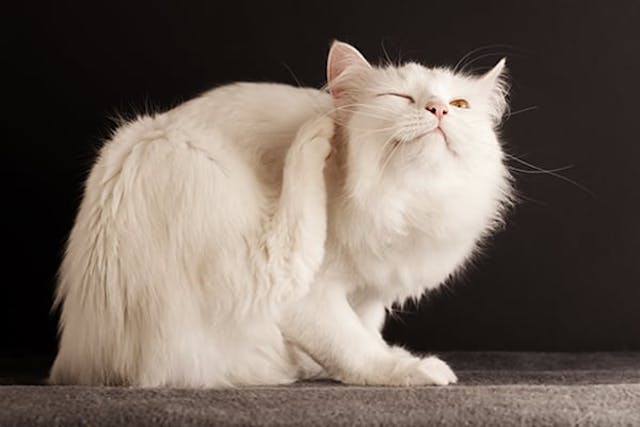  Twitch  Skin Syndrome in Cats  Symptoms Causes Diagnosis 