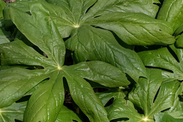 Umbrella Leaf Poisoning in Cats - Symptoms, Causes, Diagnosis, Treatment, Recovery, Management, Cost