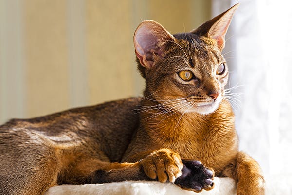 Unequal Pupil Size in Cats - Symptoms, Causes, Diagnosis, Treatment