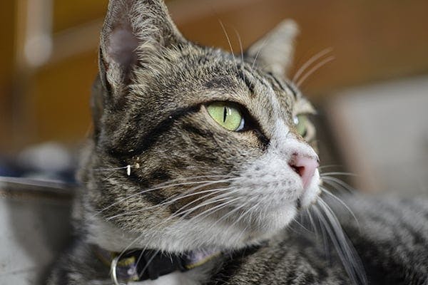 Unintentional Eye Movement In Cats Symptoms Causes Diagnosis Treatment Recovery Management Cost