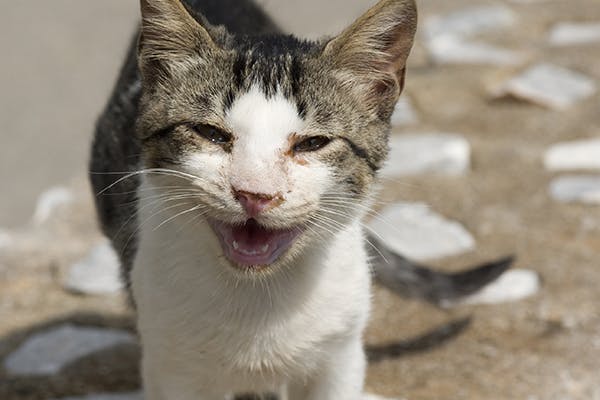 Uri shop cat medication