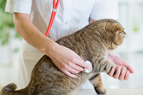 Urethral Shaft Abnormality in Cats - Symptoms, Causes, Diagnosis, Treatment, Recovery, Management, Cost