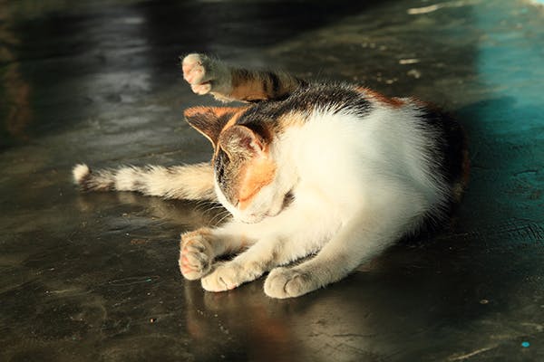 Natural urinary tract outlet infection remedies for cats