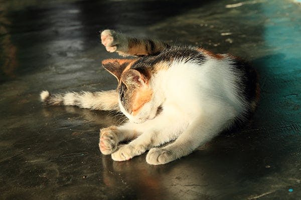 Illustration of Treatment For Urinary Tract Infections In Older Cats