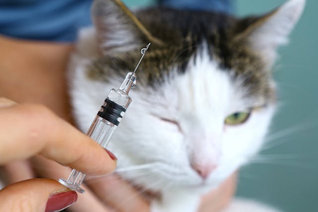 cat vaccine reaction symptoms