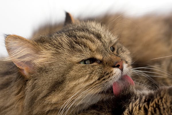 Vaginal Abnormalities in Cats - Symptoms, Causes, Diagnosis, Treatment, Recovery, Management, Cost