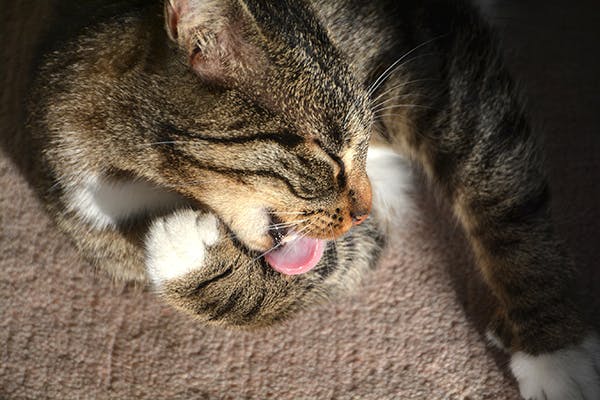 Male cat store leaking smelly fluid