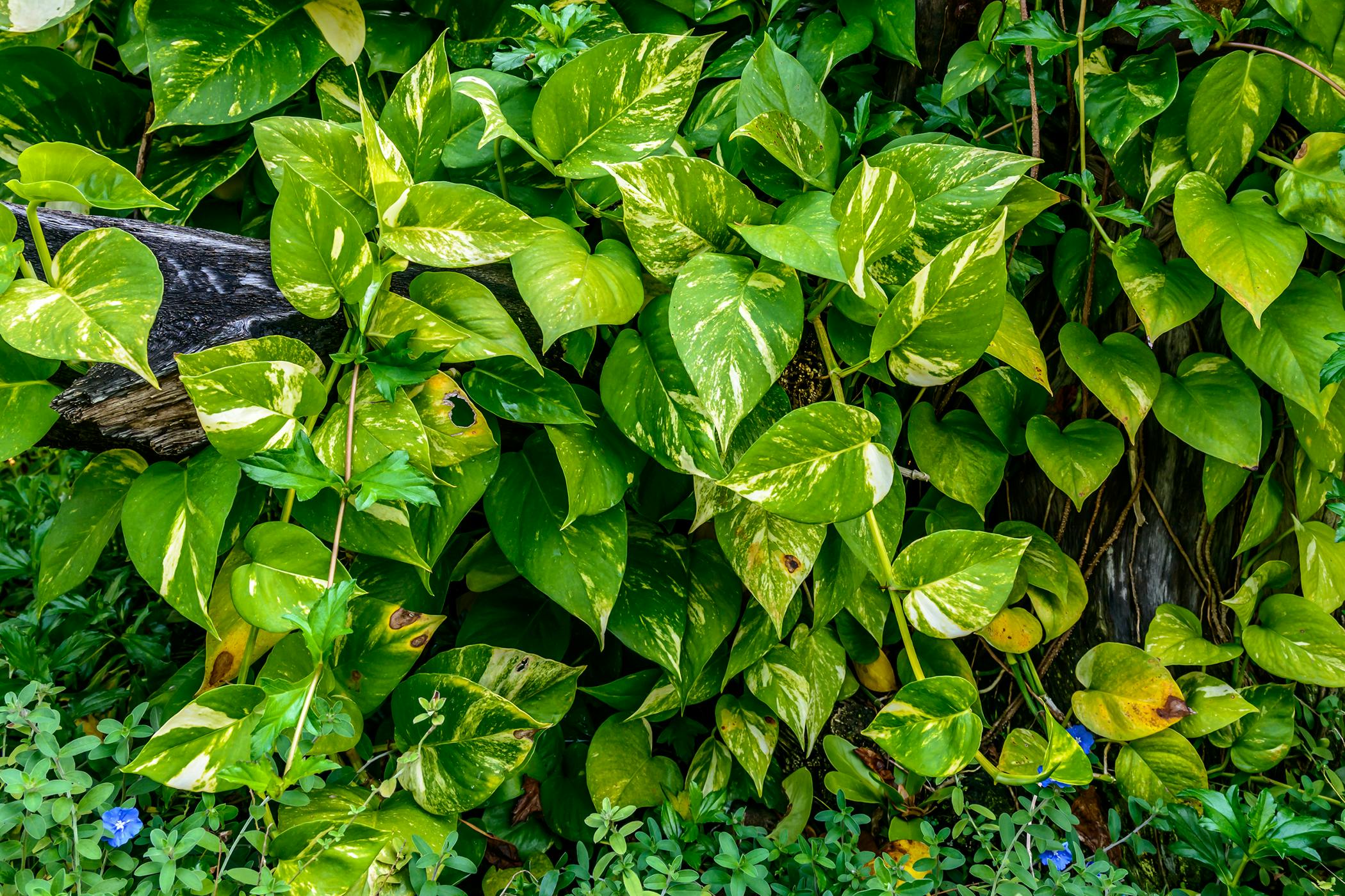 Variegated Philodendron Poisoning in Cats Symptoms, Causes, Diagnosis