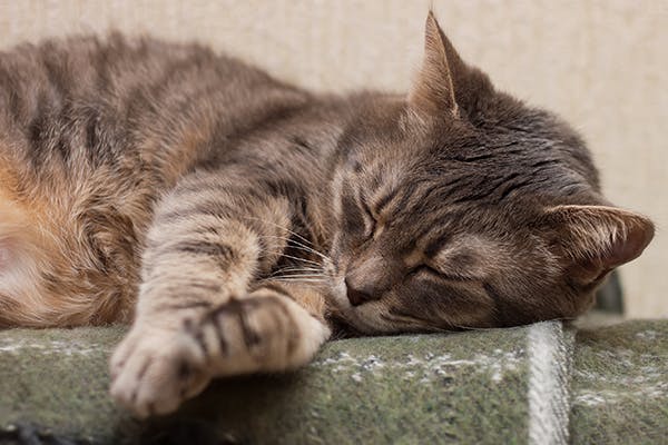 Ventricular Standstill in Cats - Symptoms, Causes, Diagnosis, Treatment, Recovery, Management, Cost