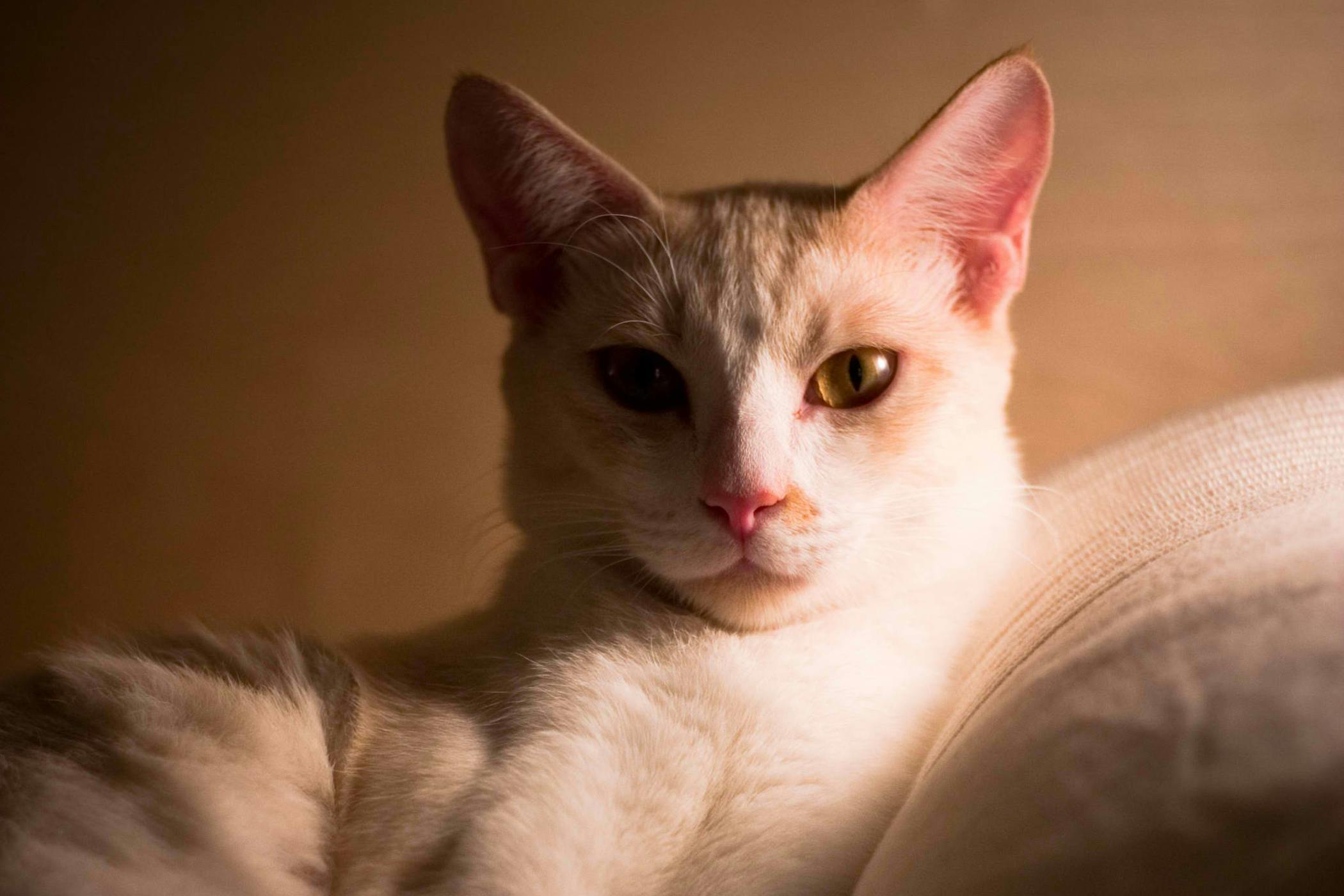 Vestibular Disease in Cats Symptoms, Causes, Diagnosis, Treatment