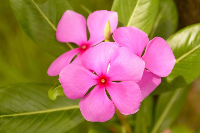 Vinca Poisoning in Cats - Symptoms, Causes, Diagnosis, Treatment, Recovery, Management, Cost