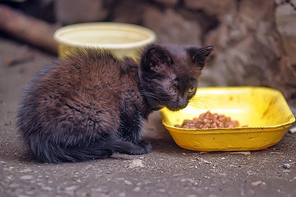 cat getting sick after eating