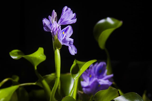 Water Hyacinth Poisoning in Cats - Symptoms, Causes, Diagnosis, Treatment, Recovery, Management, Cost