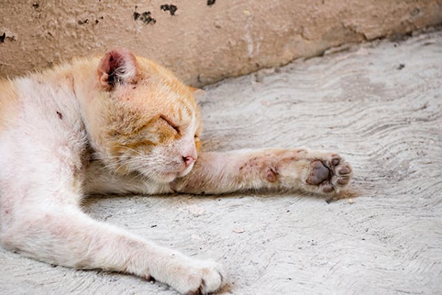 Water Mold Infection in Cats - Symptoms, Causes, Diagnosis, Treatment, Recovery, Management, Cost