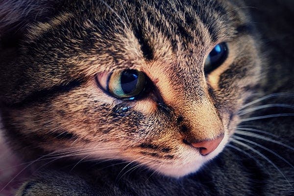 Watery Eyes in Cats - Symptoms, Causes, Diagnosis, Treatment