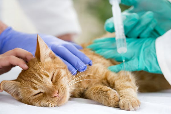 Weak Immune System in Cats - Symptoms, Causes, Diagnosis, Treatment, Recovery, Management, Cost