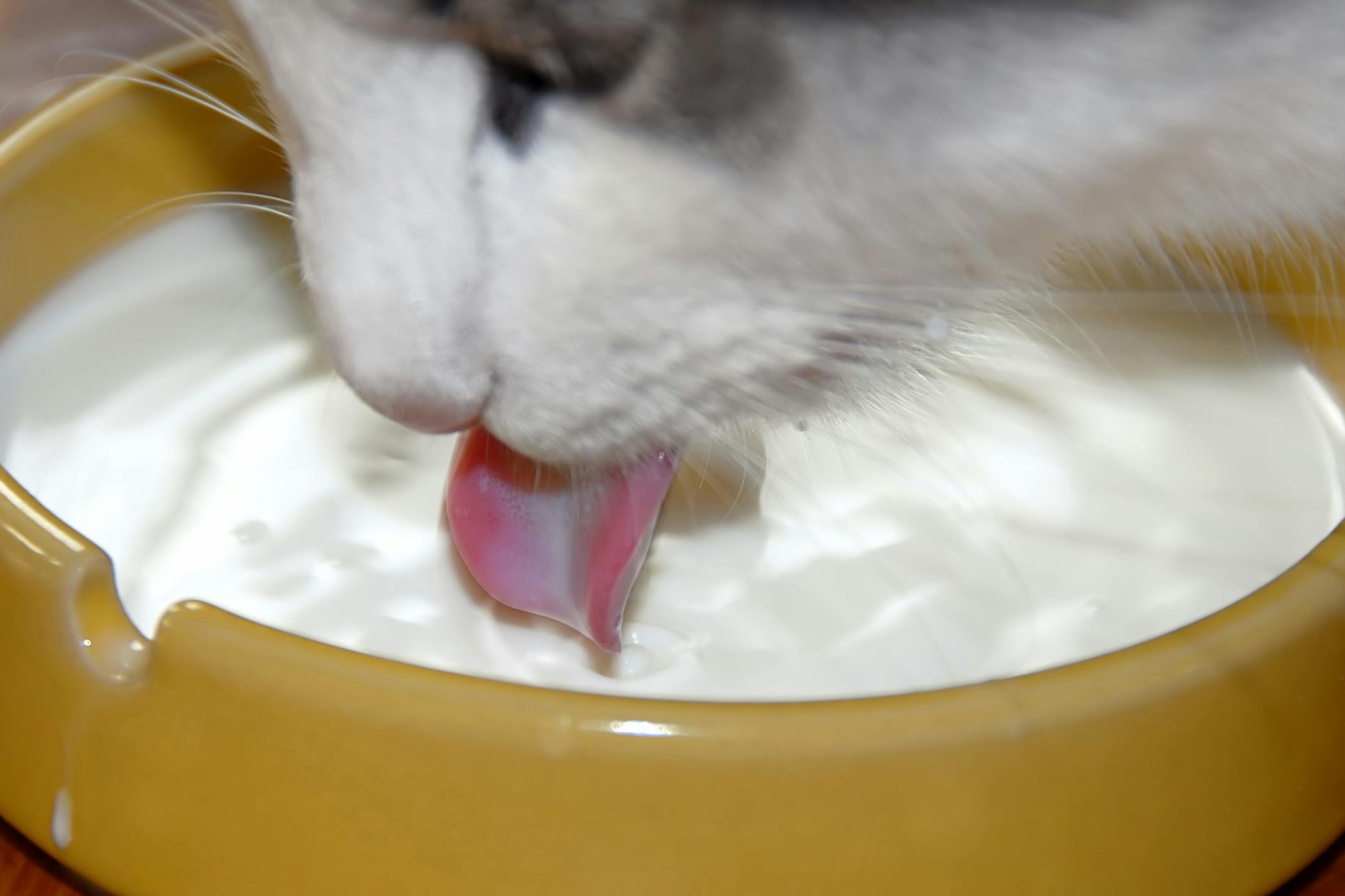 Cat shop milk allergy