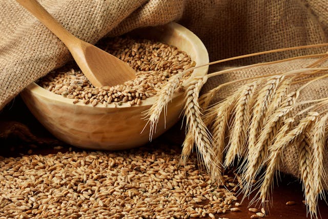 Wheat Allergy in Cats - Symptoms, Causes, Diagnosis, Treatment, Recovery, Management, Cost