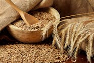 Wheat Allergy In Cats Symptoms Causes Diagnosis Treatment 