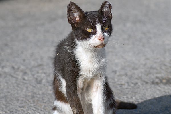 can dog whipworms infect cats