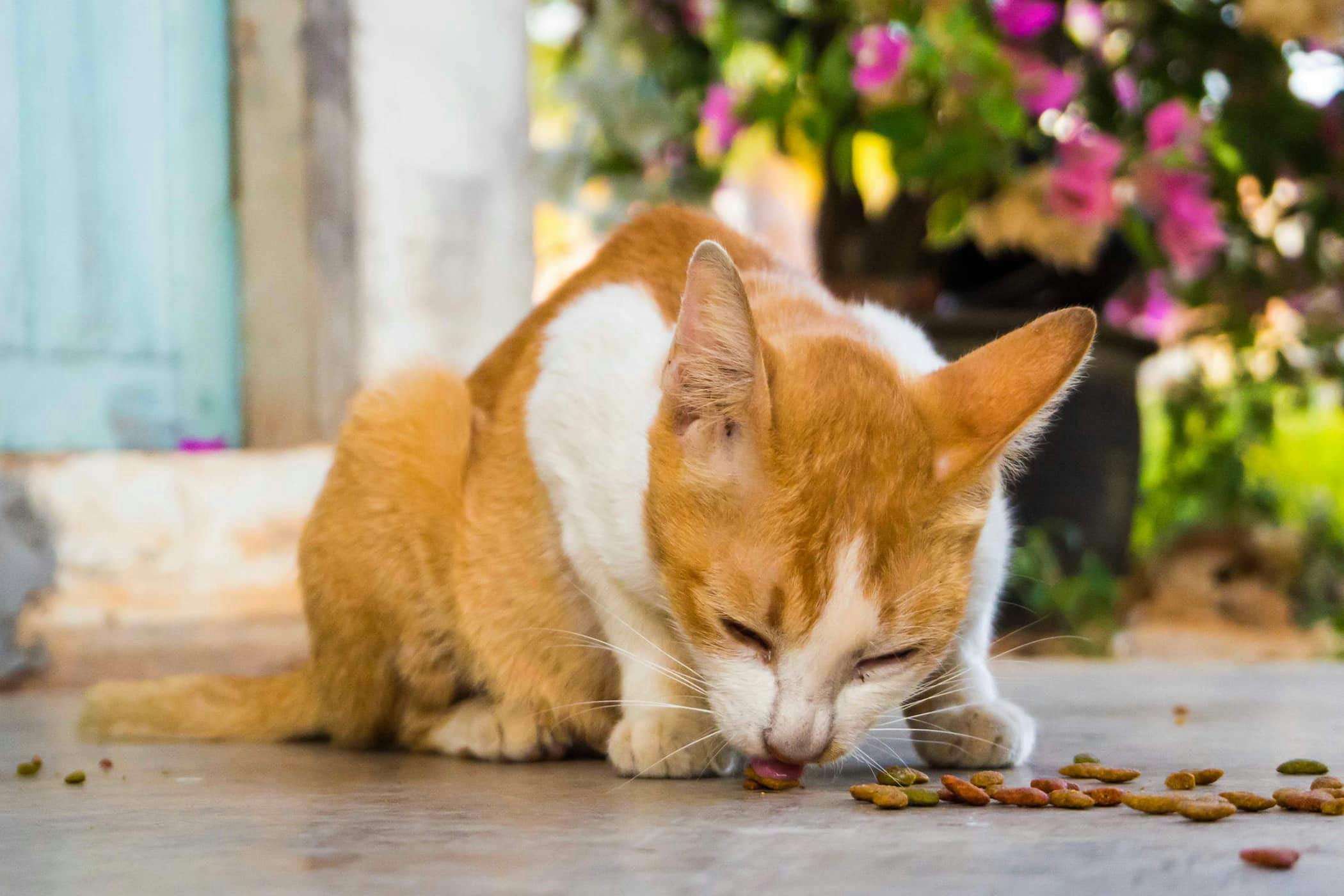 My cat outlet keeps stealing food