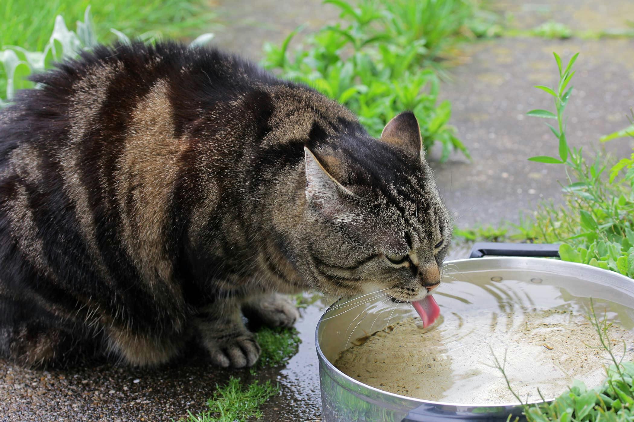 Кошка пьет воду причины. Кошка пьет. Кот пьет воду. Кошка пьет воду из миски. Кошки в жару.