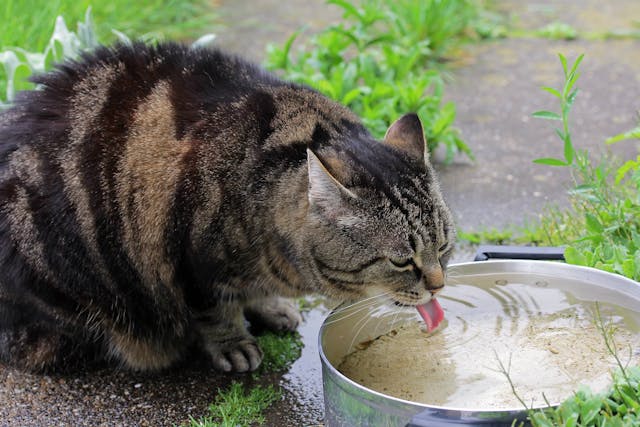 Why is my cat always thirsty?
