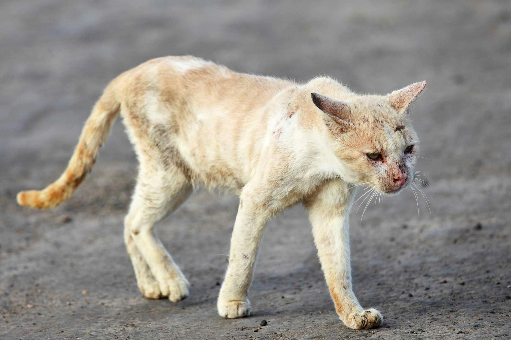 Cat foaming clearance at mouth