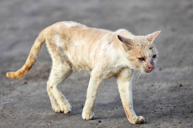 Why is my cat bleeding from the mouth?