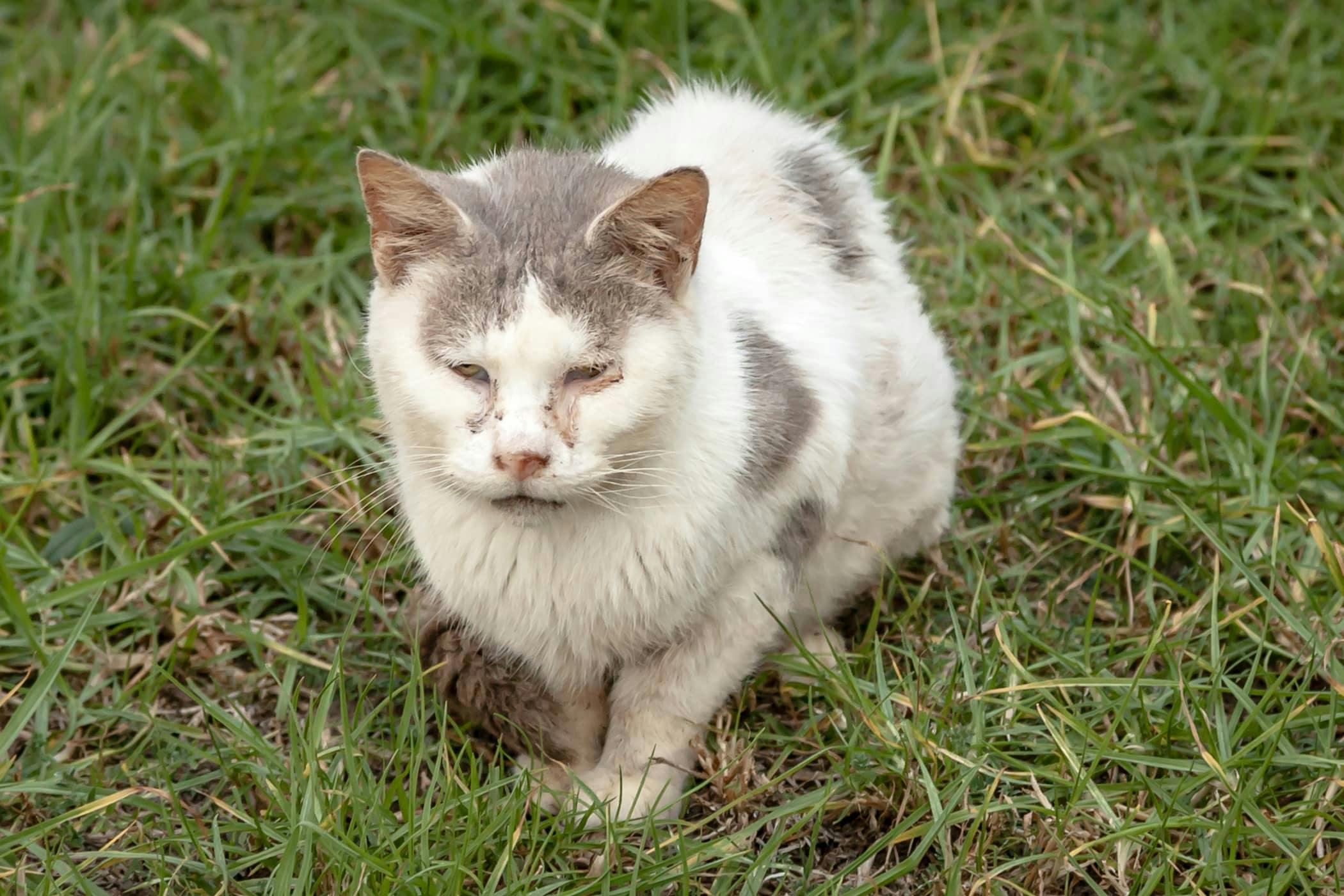 Why Is My Cat Bleeding From The Nose