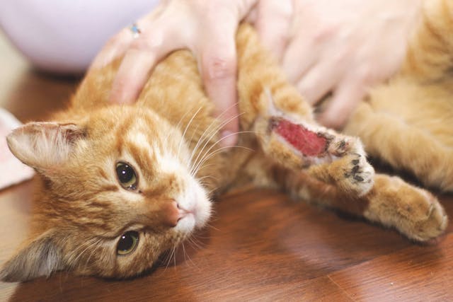 Bleeding in Cats - Why it Occurs, What to Do, Prevention and Cost