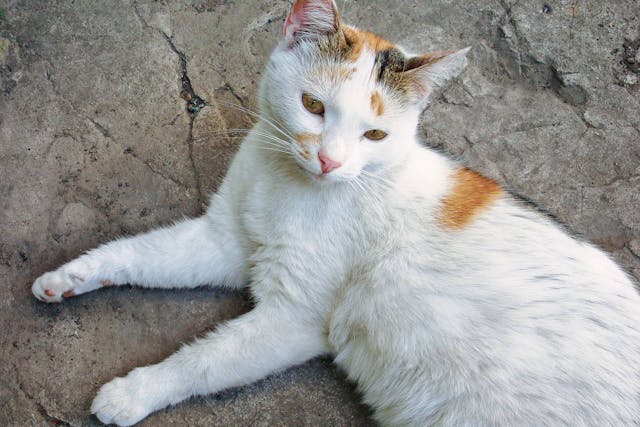 Why Is My Cat Bloated