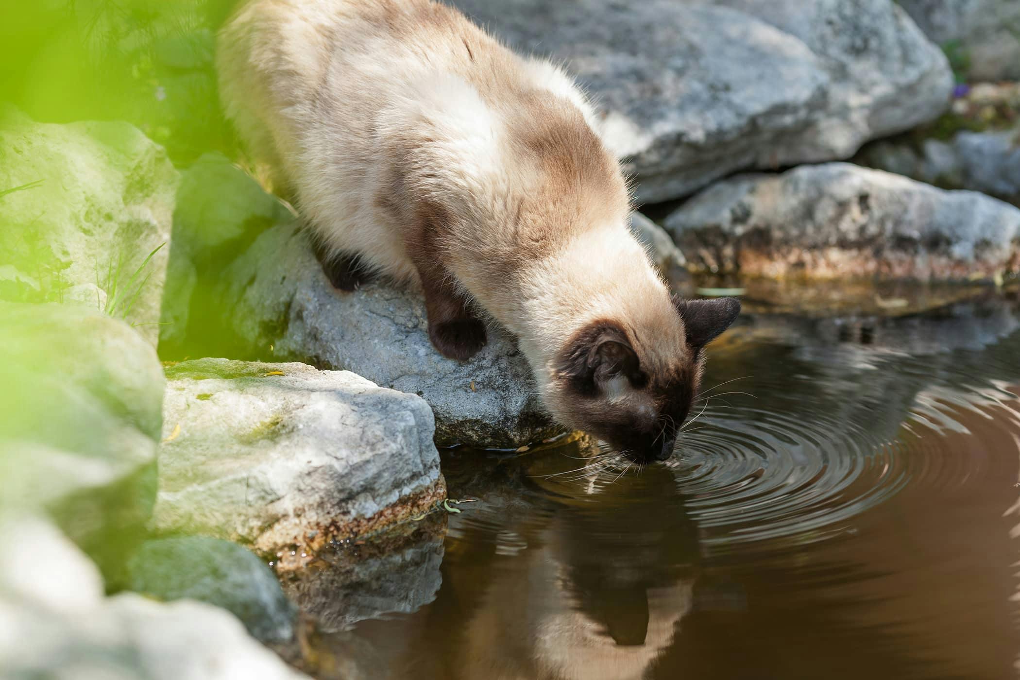 drinking-a-lot-in-cats-definition-cause-solution-prevention-cost