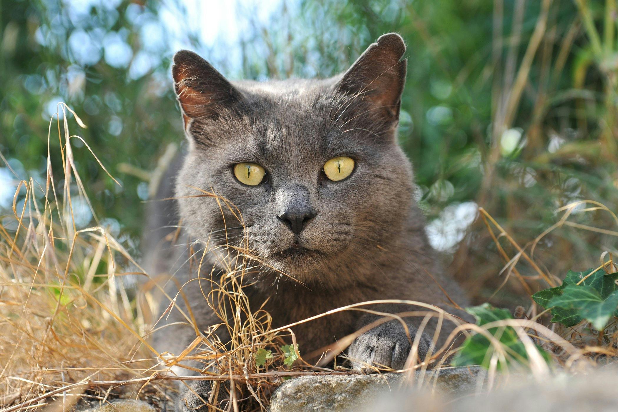 Old cat outlet eating litter