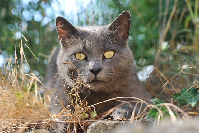 Why Is My Cat Eating Cat Litter