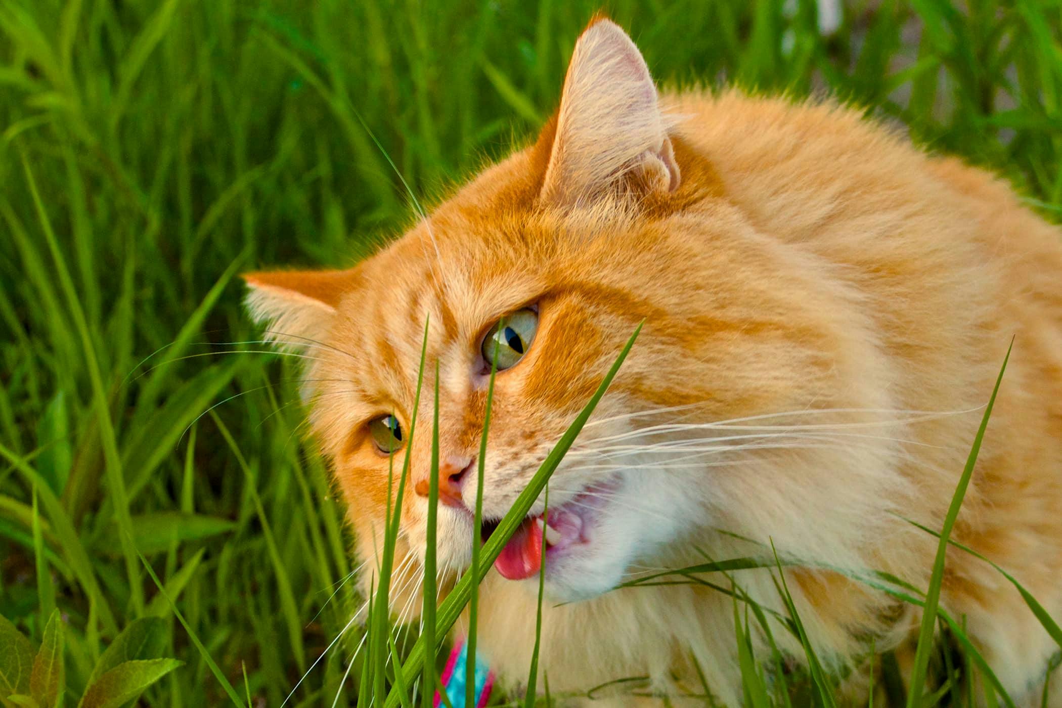 Cat eats grass shop and throws up