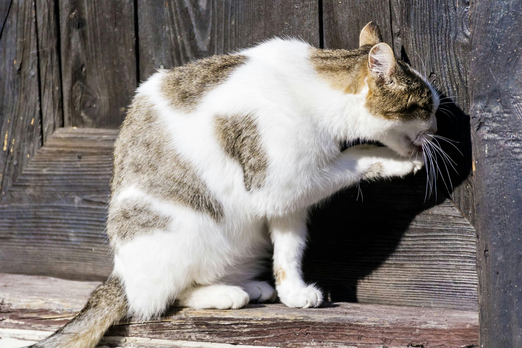 My cat is licking her flea treatment sale