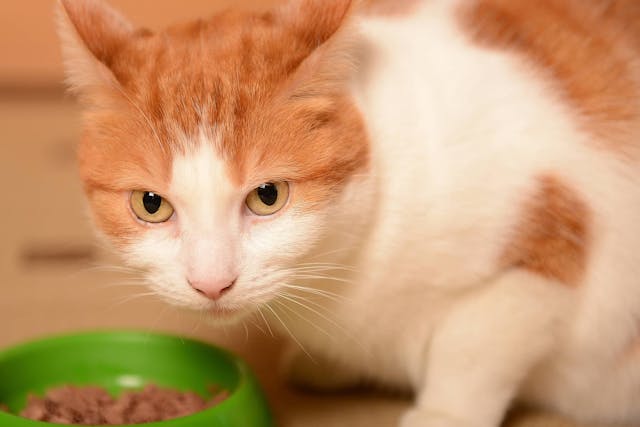 Why is my cat losing appetite?