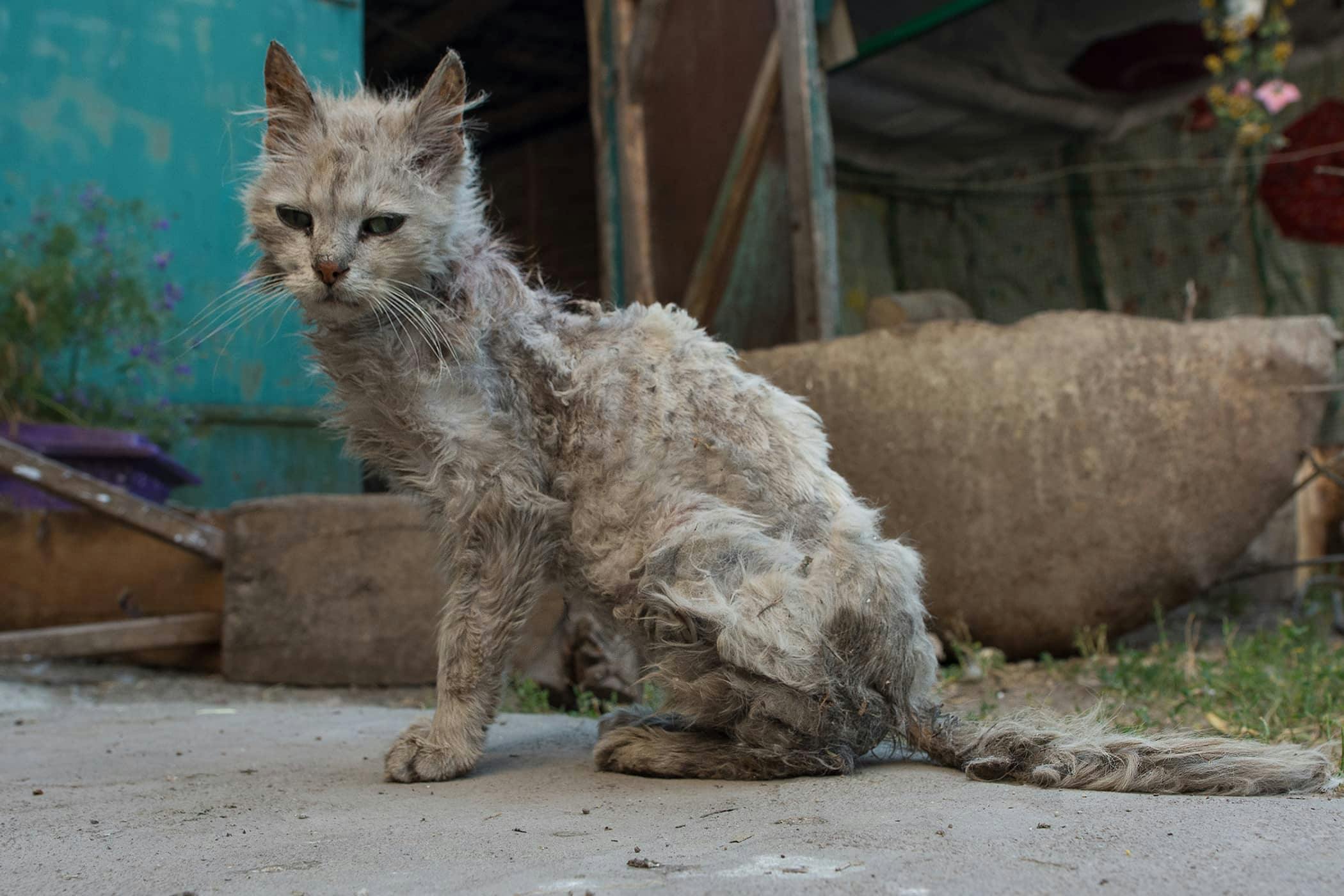 Cat losing hair around neck 2024 and ears