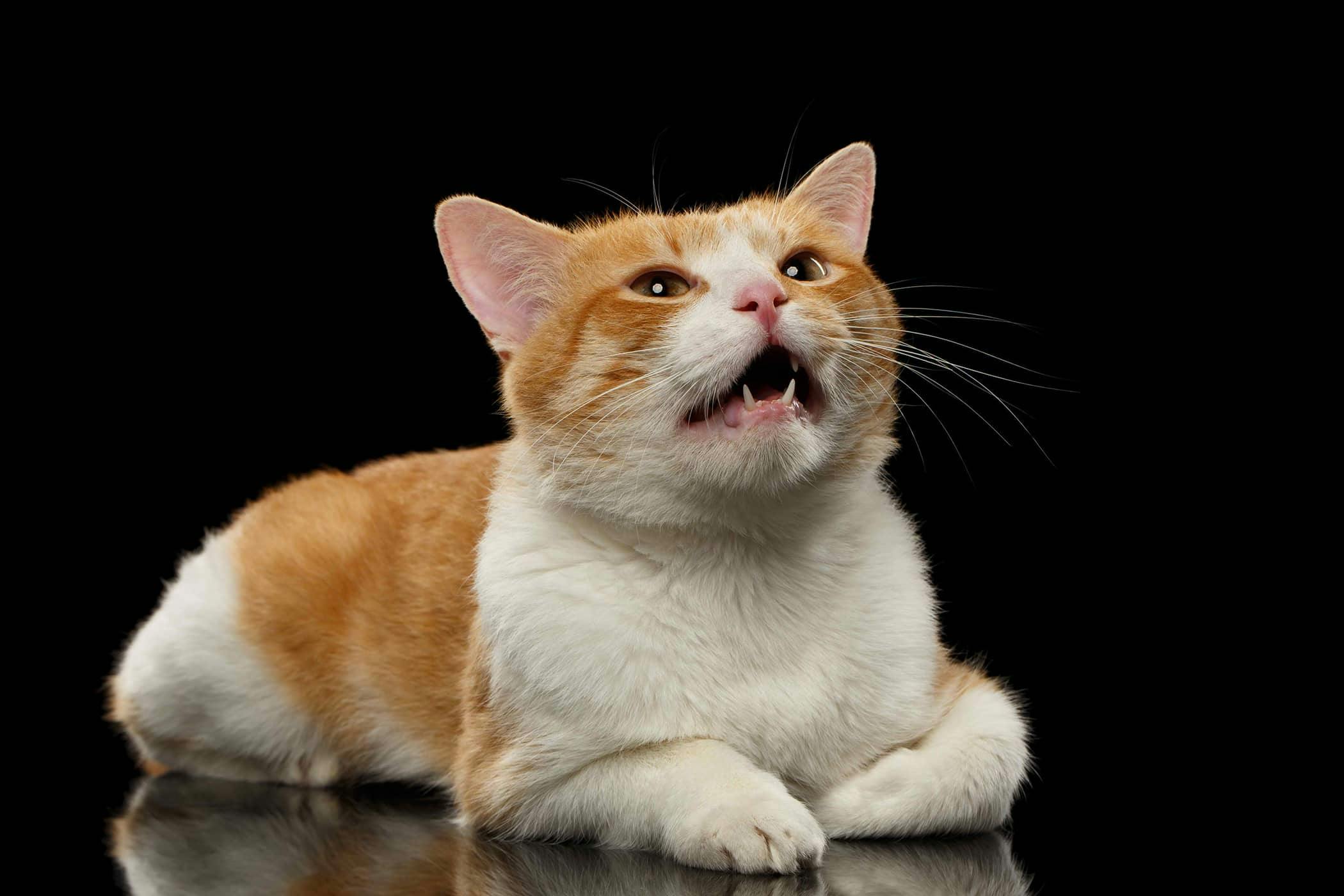 How to Prevent and Treat Excessive Meowing Behavior in Cats