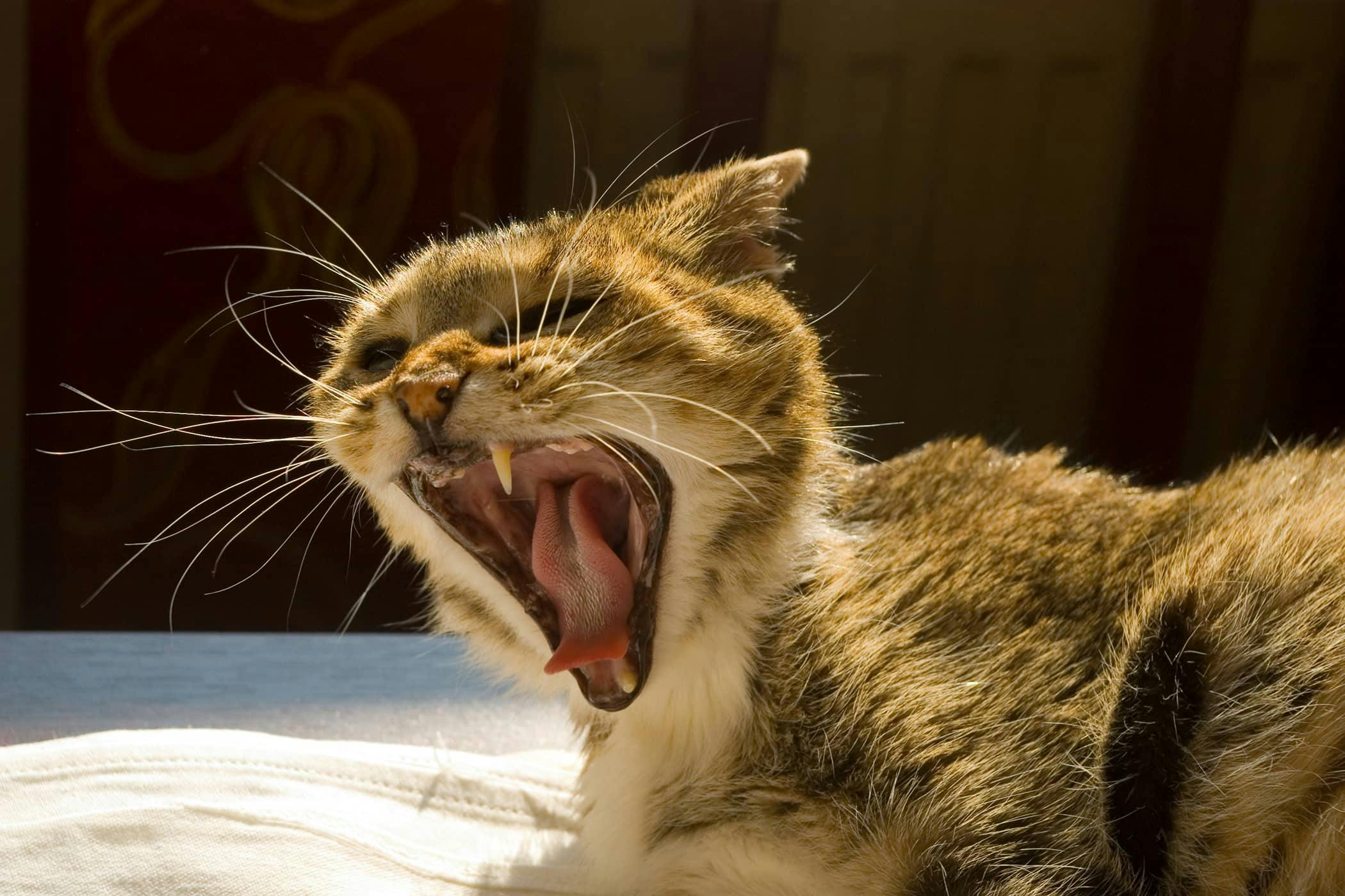 What to feed old outlet cat with bad teeth