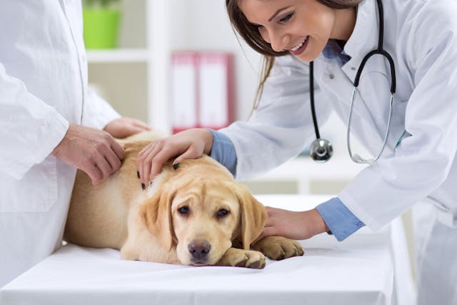 Why Is My Cat Peeing Blood