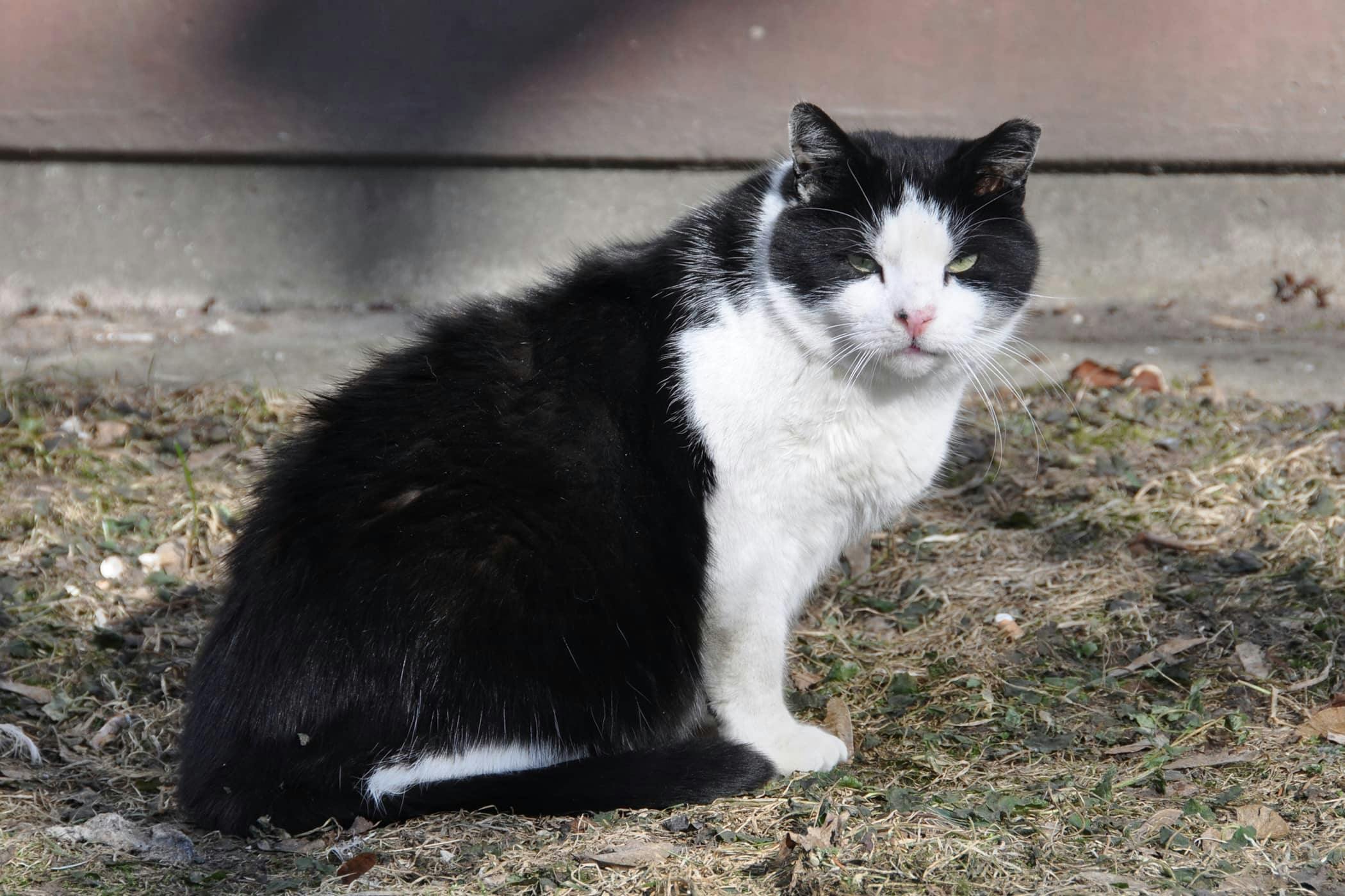 15 year old shop cat peeing everywhere