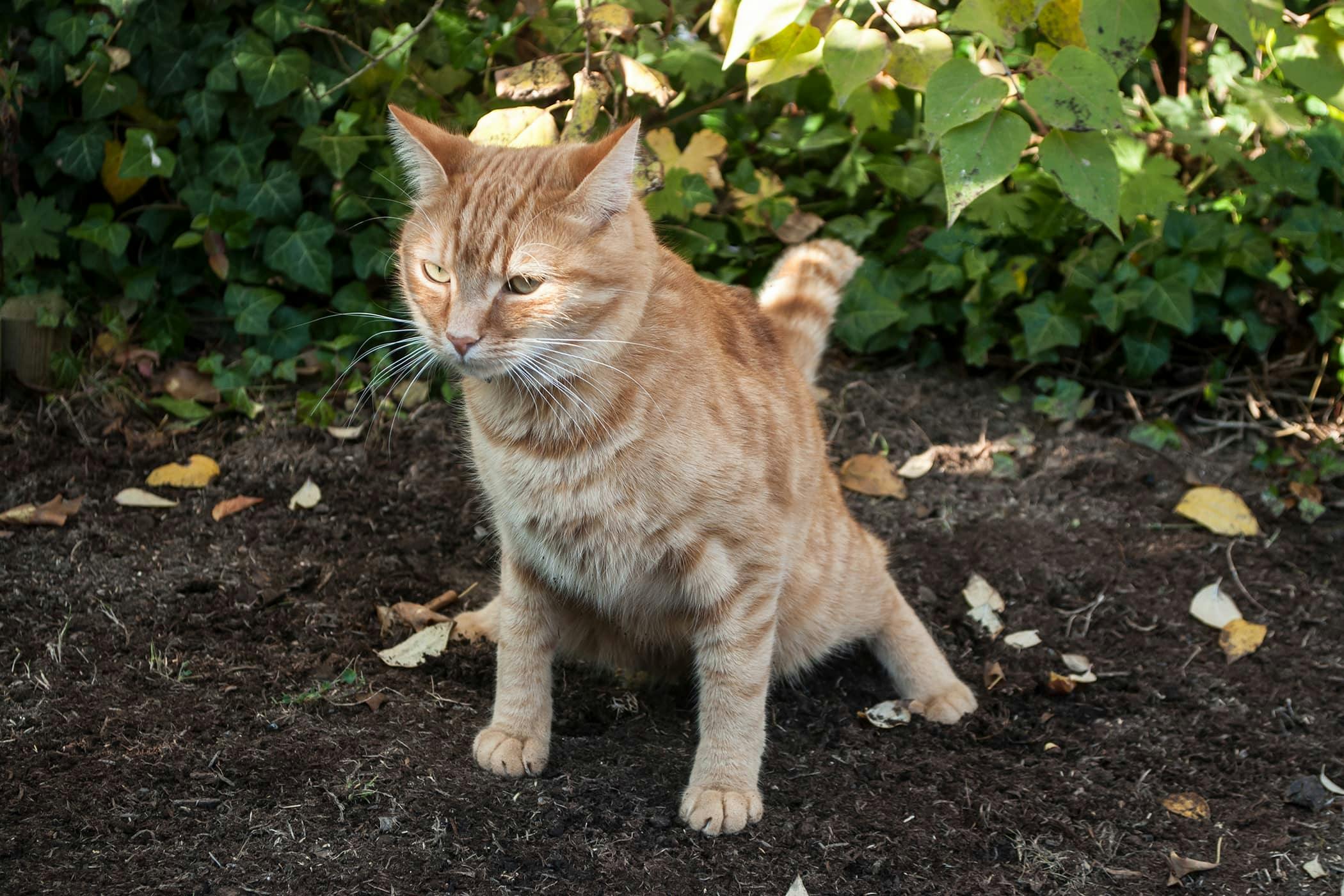 cat leaving little drops of blood