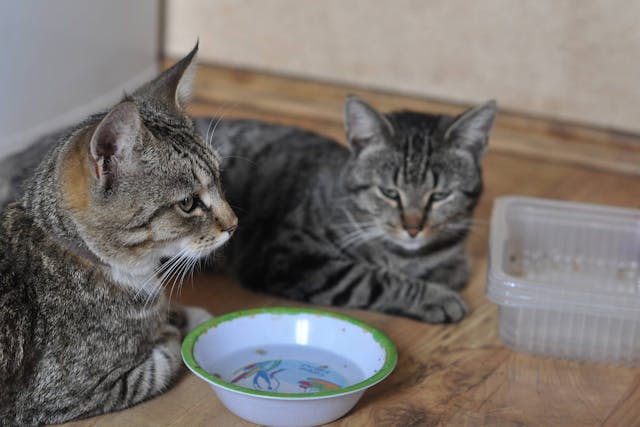 Why is My Cat Refusing to Drink Water?