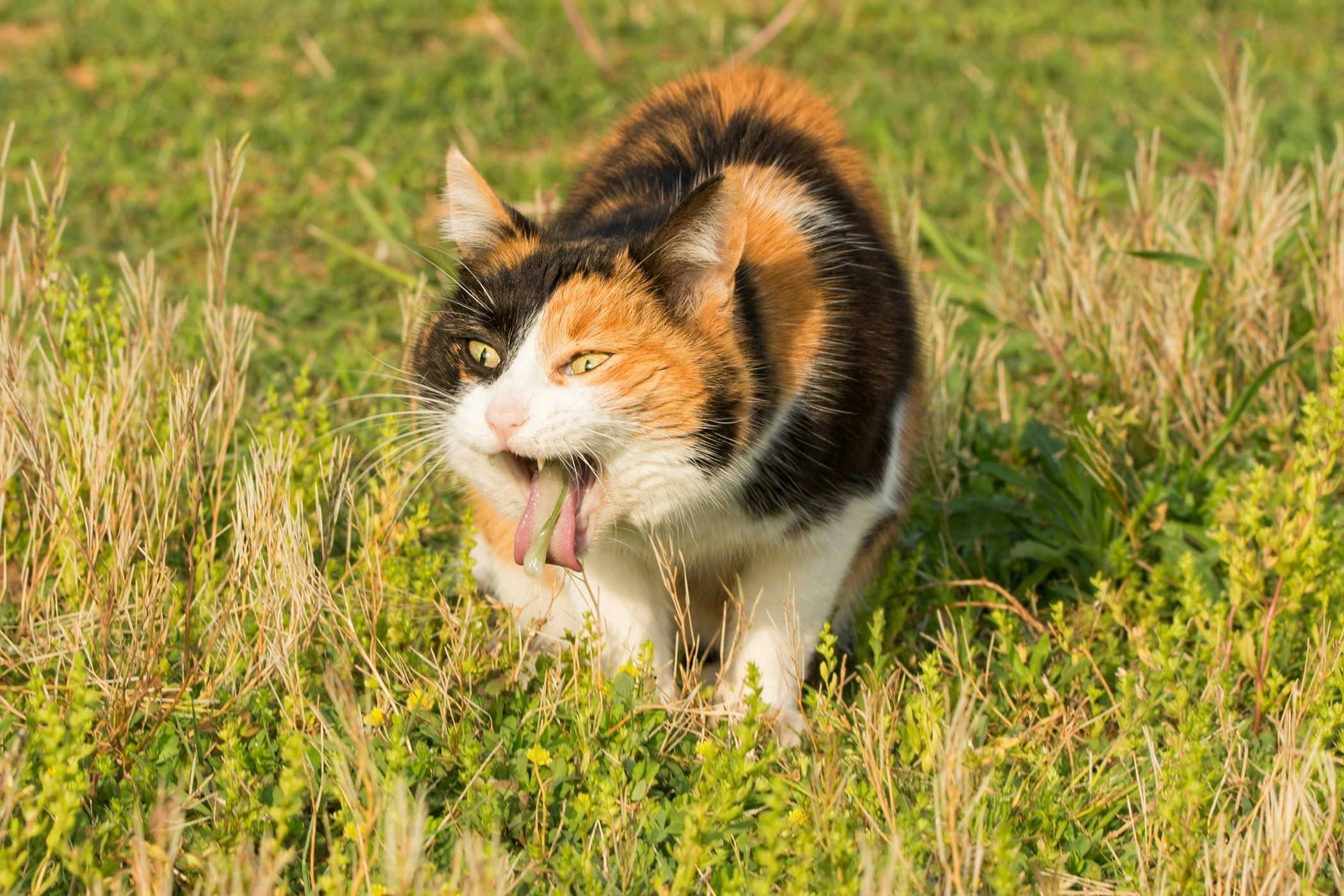 Why Is My Cat Vomiting Blood