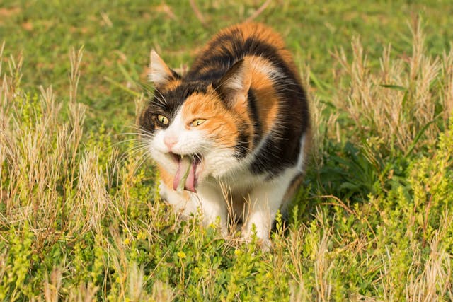 Why is my cat vomiting blood?